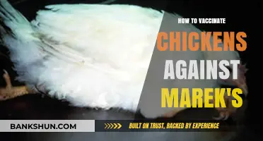 Effective Marek's Vaccination Guide for Healthy Chicken Flocks