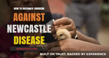 Effective Newcastle Disease Vaccination Guide for Healthy Chicken Flocks