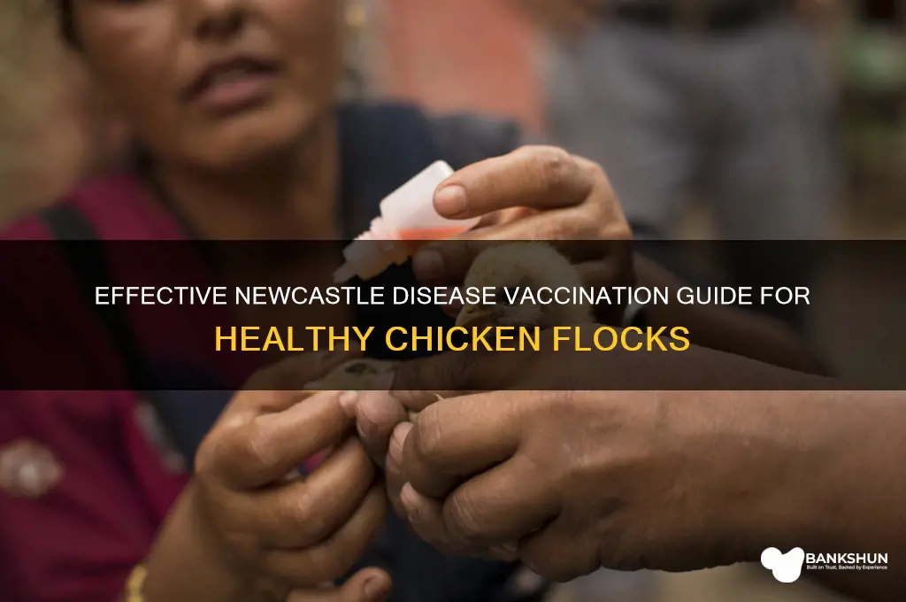 how to vaccinate chickens against newcastle disease