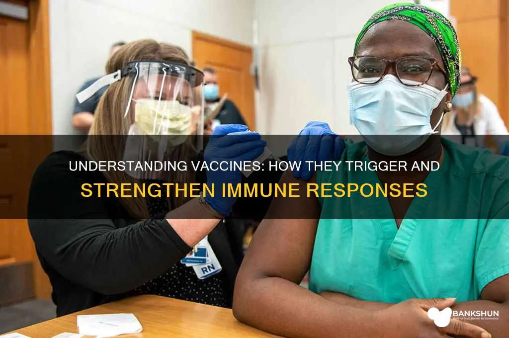 how to vaccines evoke an immune response