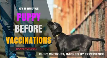 Safe Puppy Walks: Pre-Vaccination Tips for New Dog Owners