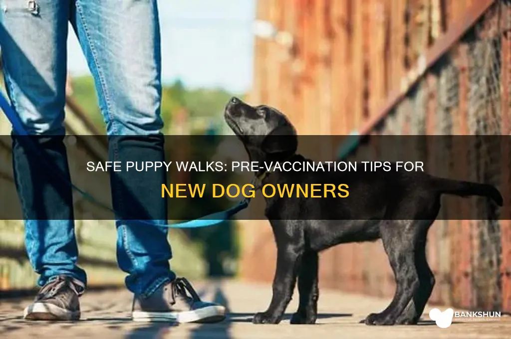 how to walk your puppy before vaccinations