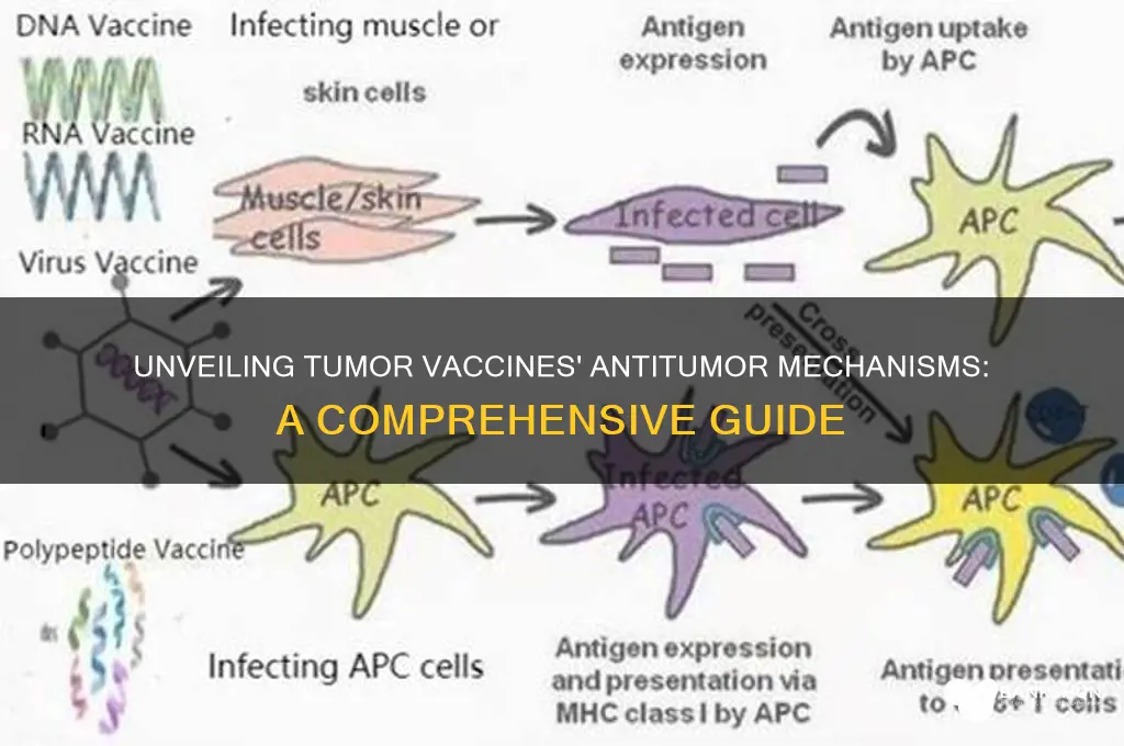 how tumor vaccine exert their antitumor activity
