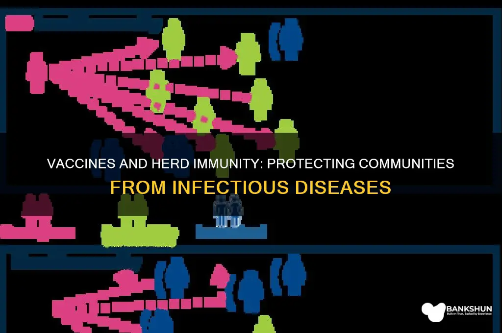 how vaccine provides group immunity against infection