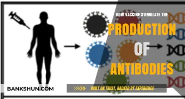 How Vaccines Trigger Antibody Production: A Comprehensive Guide
