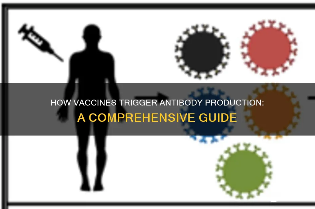 how vaccine stimulate the production of antibodies