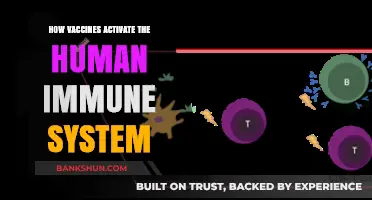 Unveiling the Science: How Vaccines Boost Human Immune Responses