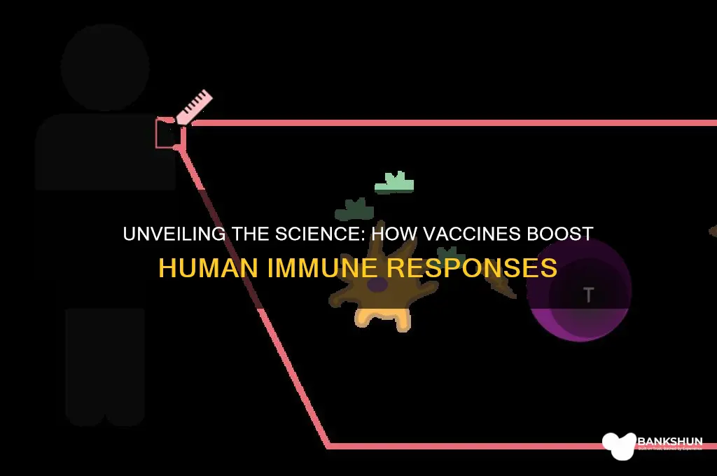 how vaccines activate the human immune system