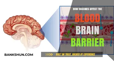 Vaccines and the Blood-Brain Barrier: Unraveling the Impact and Safety