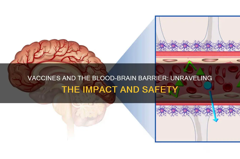 how vaccines affect the blood brain barrier