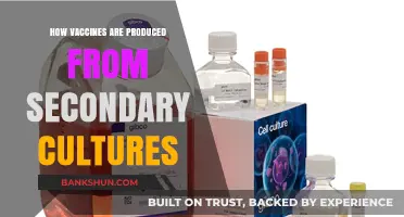 Vaccine Production: The Role of Secondary Cultures Explained