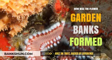 Unveiling the Origins of the Flower Garden Banks' Formation