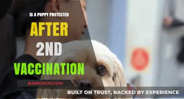 Puppy Protection Post-Second Vaccination: What You Need to Know