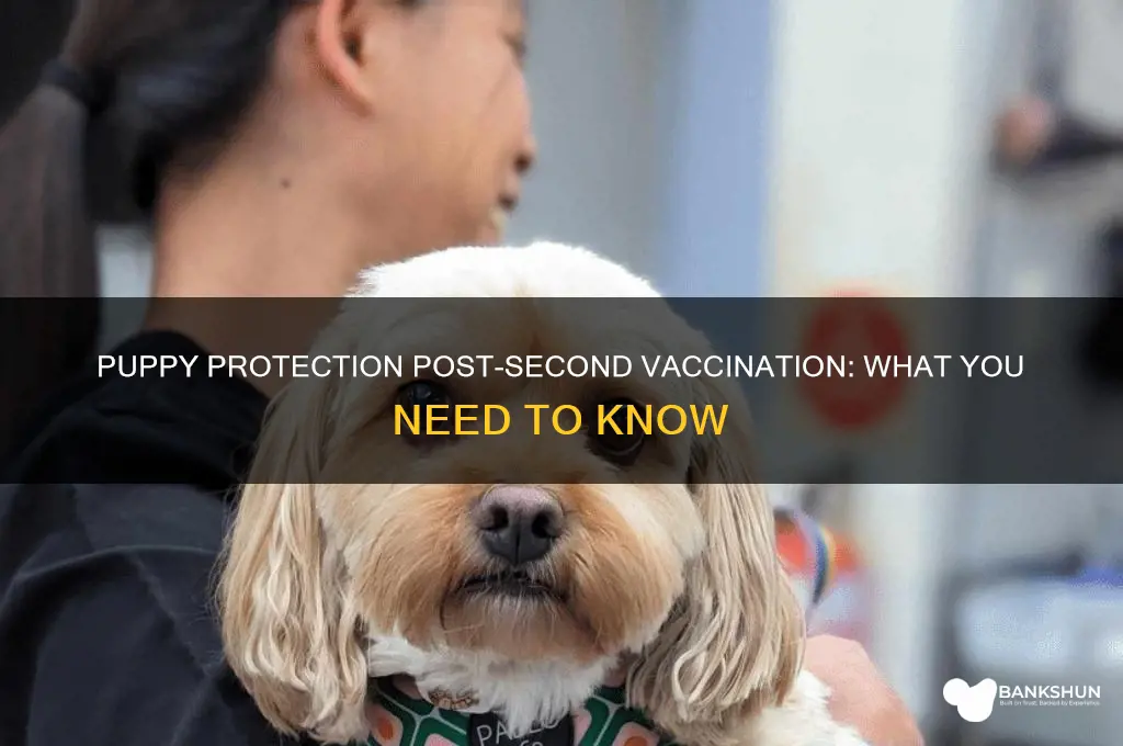 is a puppy protected after 2nd vaccination