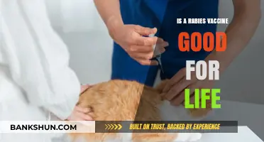 Is the Rabies Vaccine a Lifelong Shield? Facts and Myths