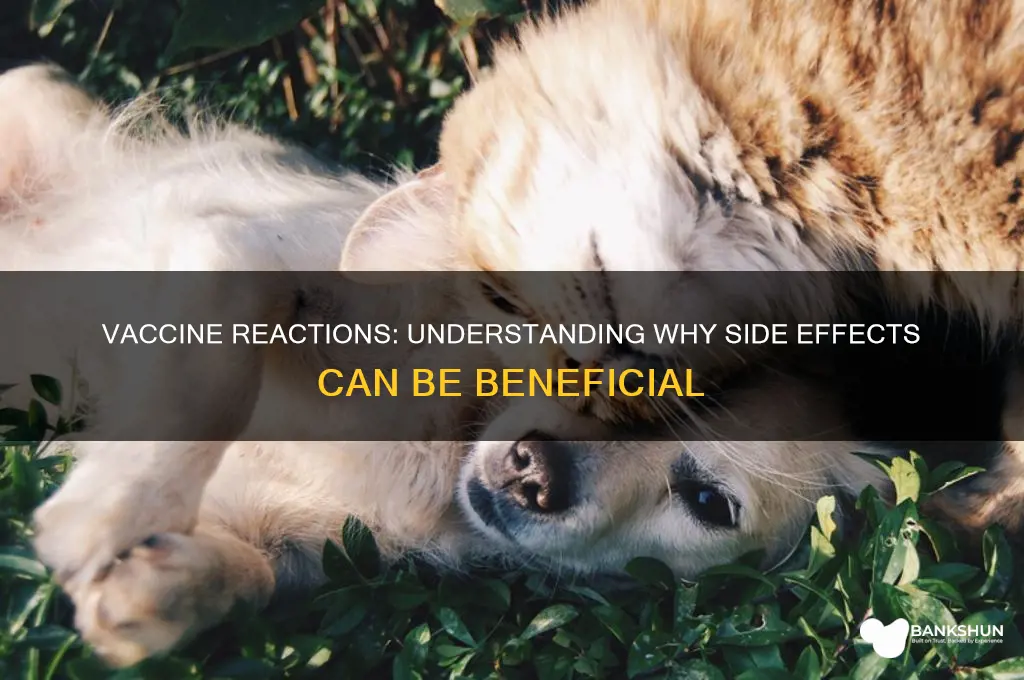 is a reaction to a vaccine good