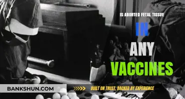 Debunking Myths: Fetal Tissue Use in Vaccines Explained