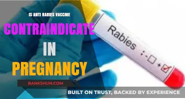 Is Anti-Rabies Vaccine Safe During Pregnancy? Expert Insights