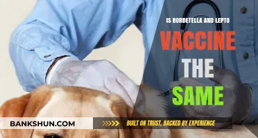 Bordetella vs. Lepto Vaccine: Understanding the Differences and Uses