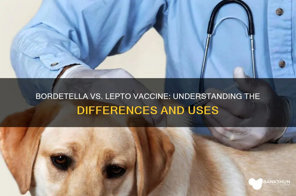 is bordetella and lepto vaccine the same