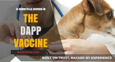Is Bordetella Included in the DAPP Vaccine for Dogs?