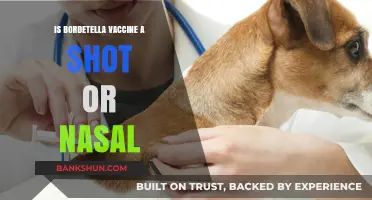 Bordetella Vaccine: Understanding the Shot vs. Nasal Administration