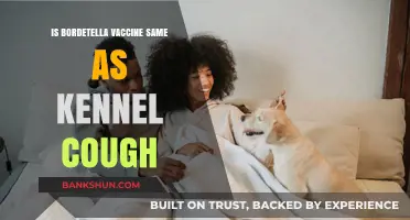 Bordetella Vaccine vs Kennel Cough: Understanding the Key Differences