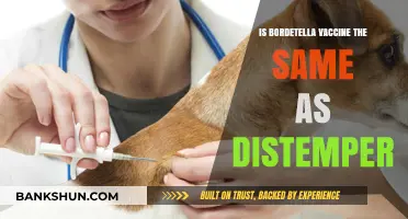 Bordetella vs. Distemper Vaccine: Understanding the Key Differences