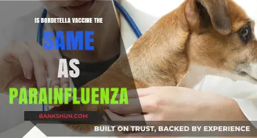Bordetella vs. Parainfluenza Vaccine: Understanding the Key Differences