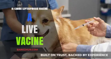 Is the Canine Leptospirosis Vaccine Live or Inactivated?