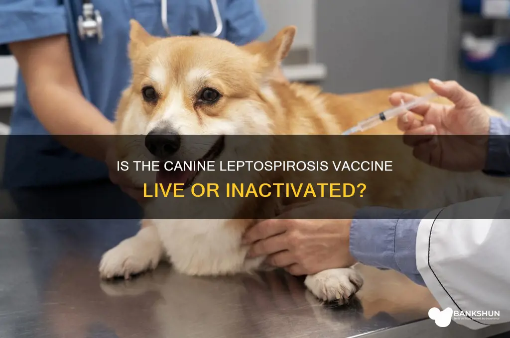 is canine leptospirosis vaccine a live vacine