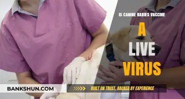Is the Canine Rabies Vaccine a Live Virus? Facts Explained