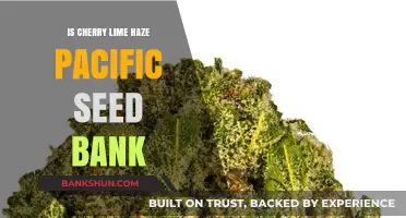 Cherry Lime Haze: Exploring Pacific Seed Bank's Strain Offerings
