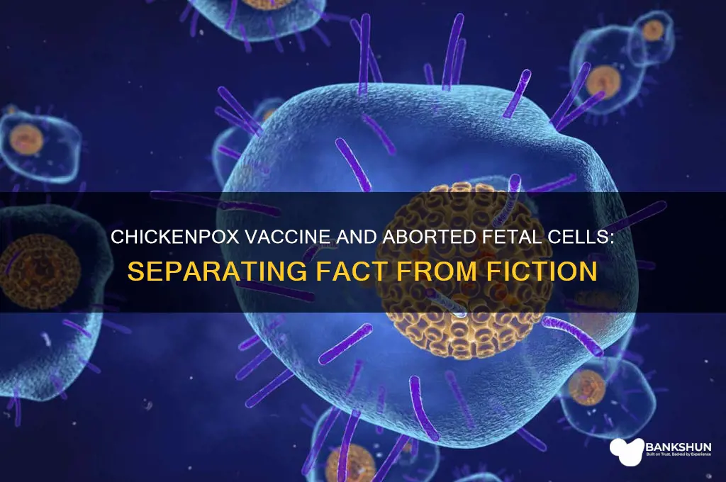 is chickenpox vaccine made from aborted fetuses