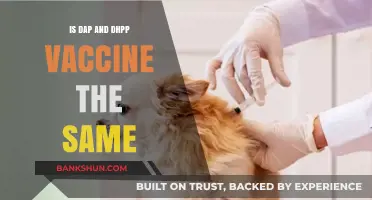 DAPP vs DHPP Vaccines: Understanding the Differences for Your Pet