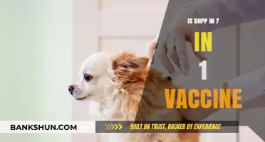 Understanding DHPP Inclusion in the 7-in-1 Vaccine for Pets