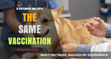 Distemper vs Lepto: Understanding the Difference in Vaccinations
