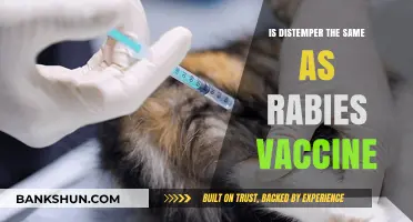 Distemper vs Rabies Vaccine: Understanding the Key Differences