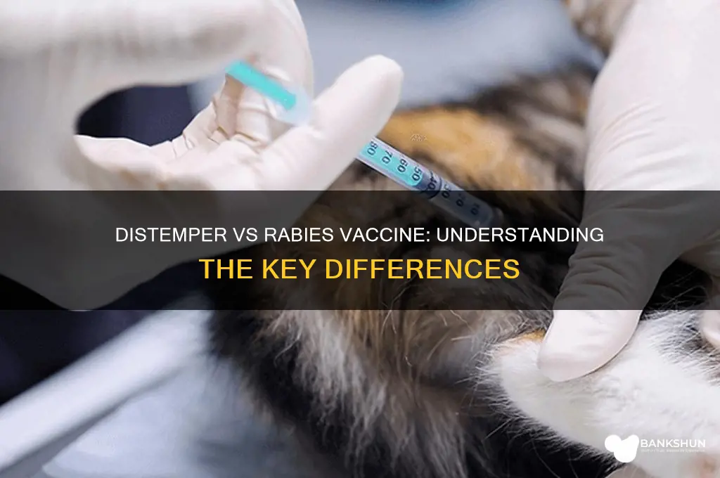 is distemper the same as rabies vaccine