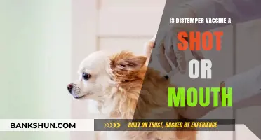 Distemper Vaccine: Shot or Oral? Understanding Administration Methods