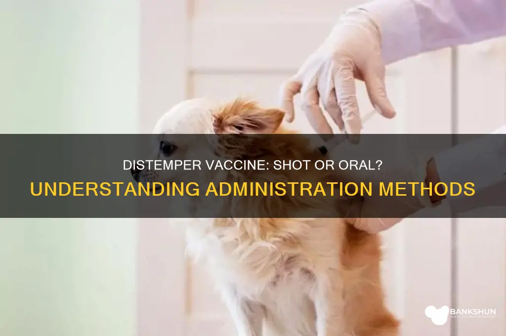 is distemper vaccine a shot or mouth