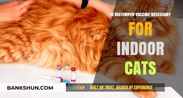 Is Distemper Vaccine Essential for Indoor Cats? Expert Insights