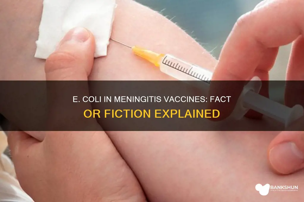 is e coli in the meningitis vaccine