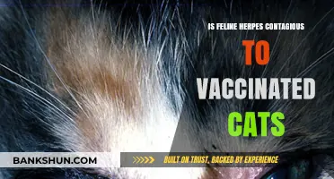 Can Vaccinated Cats Catch Feline Herpes? What Owners Need to Know