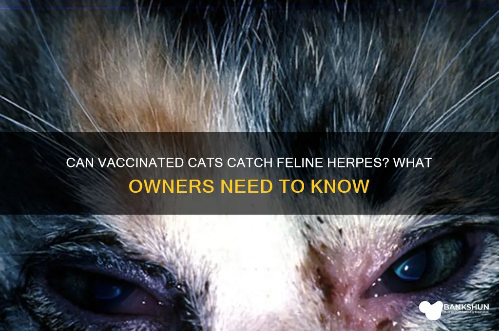 is feline herpes contagious to vaccinated cats