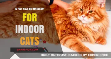 Is the FeLV Vaccine Essential for Indoor Cats? Expert Insights