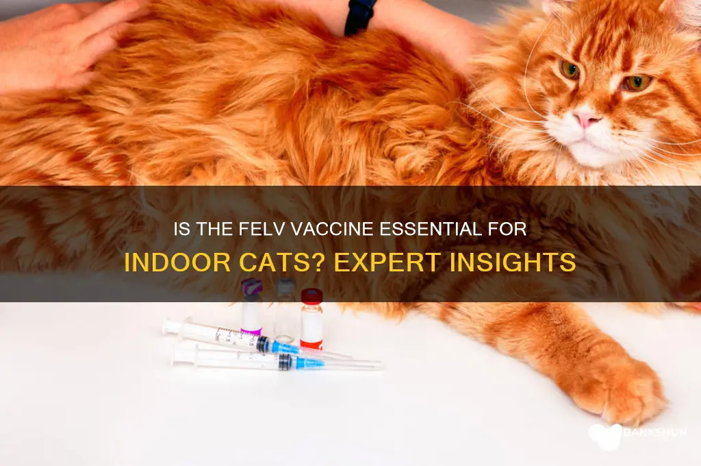 is felv vaccine necessary for indoor cats