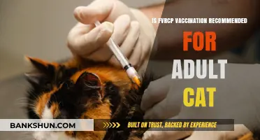 Is FVRCP Vaccination Essential for Adult Cats? Expert Insights