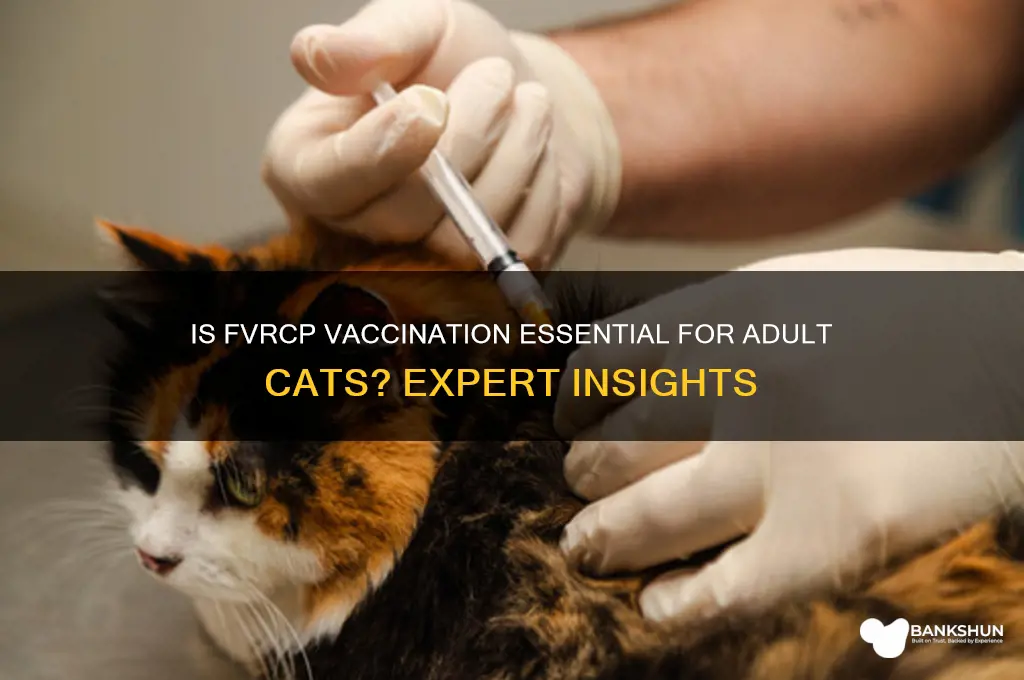 is fvrcp vaccination recommended for adult cat