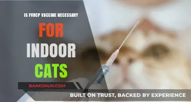 Is FVRCP Vaccine Essential for Indoor Cats? What Owners Need to Know